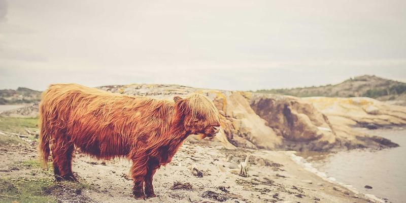 从冷链包装到精准控温：冰袋冷热交替疗法管理慢性疼痛的科学密码