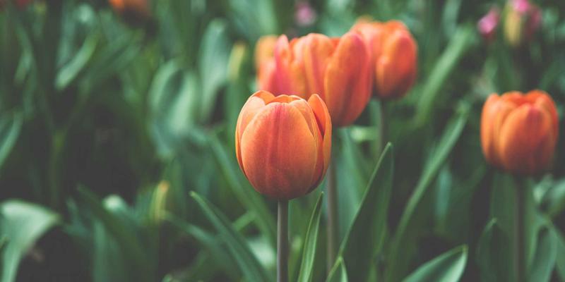 冰袋（Ice Packs 32）在现代冷链运输中的关键作用与创新应用