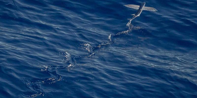 户外垂钓保鲜全攻略：大容量长效冰袋与钓箱的科学搭配技巧